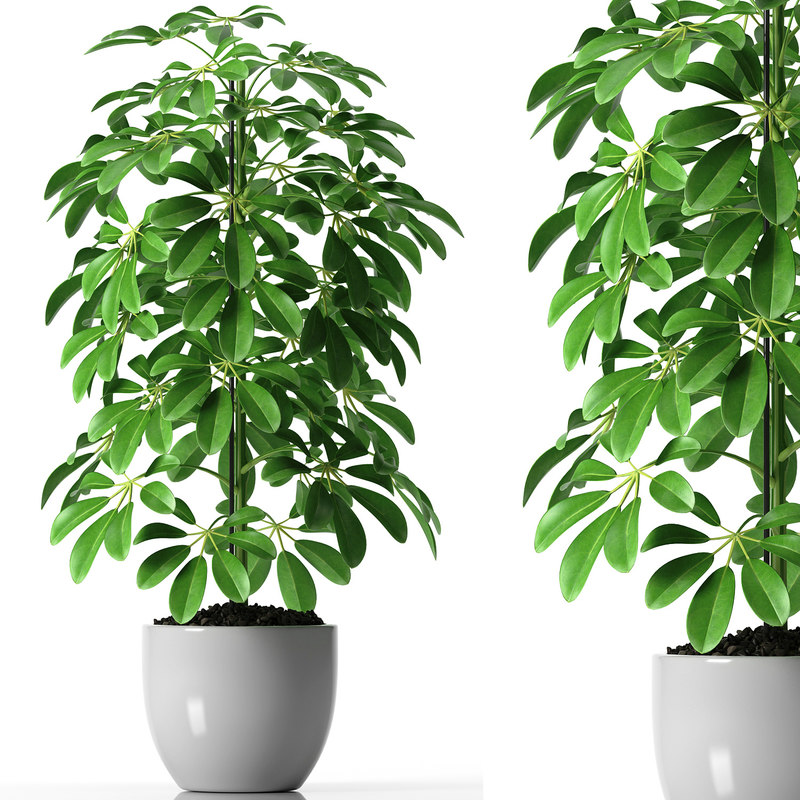 Memorial Day Car Sale >> 3d schefflera plant pot model Memorial Day Car Sale >> 3d schefflera plant pot model