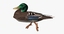 3d model anas platyrhynchos mallard duck