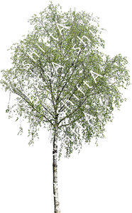 Birch Tree HD 03