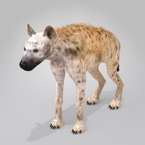 spotted hyena 3d max