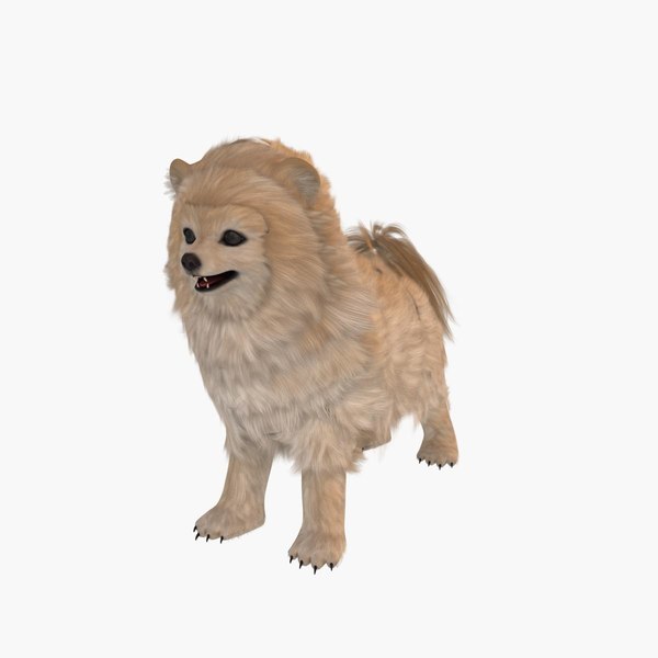 博美犬狗3d模型 Turbosquid