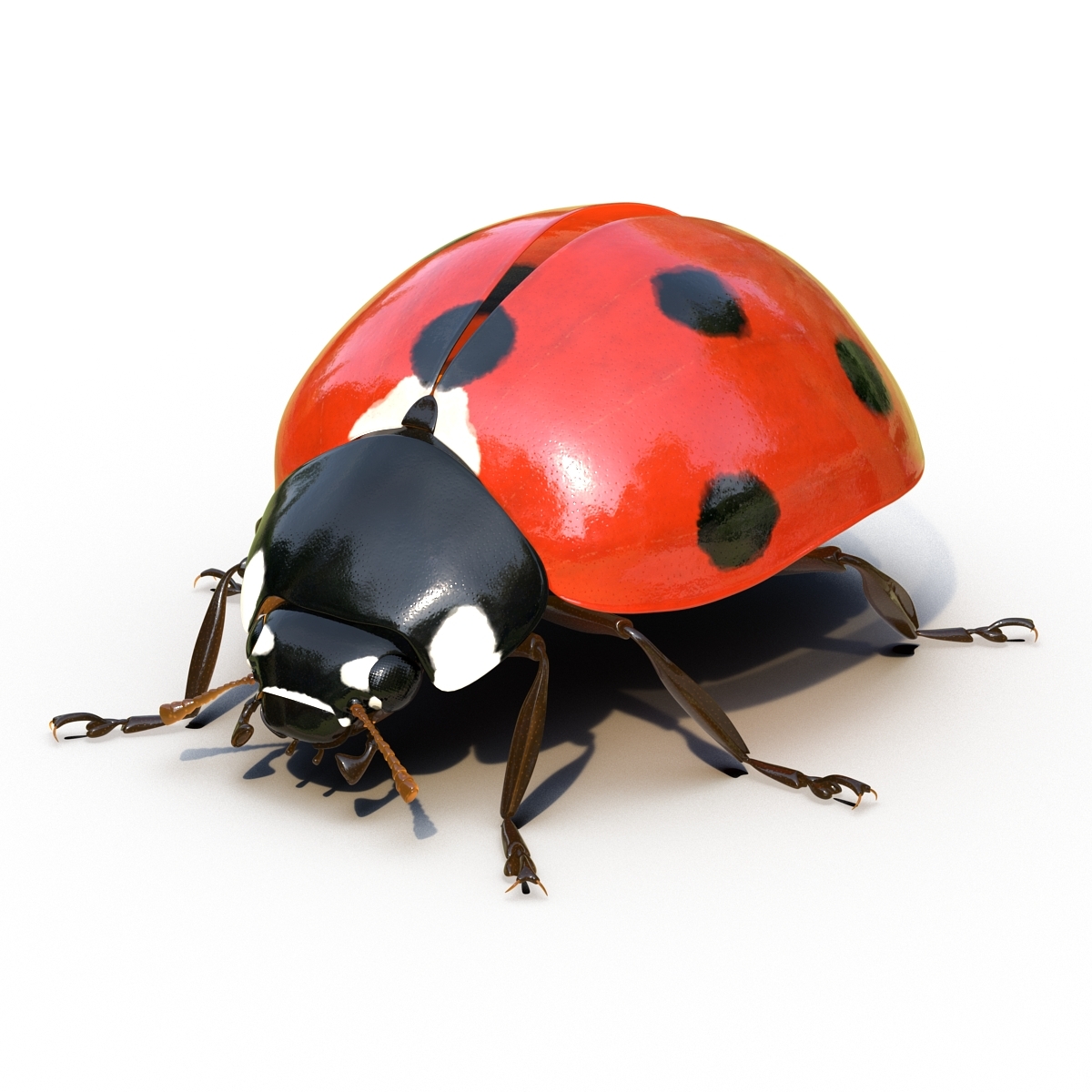 ladybug rigged max