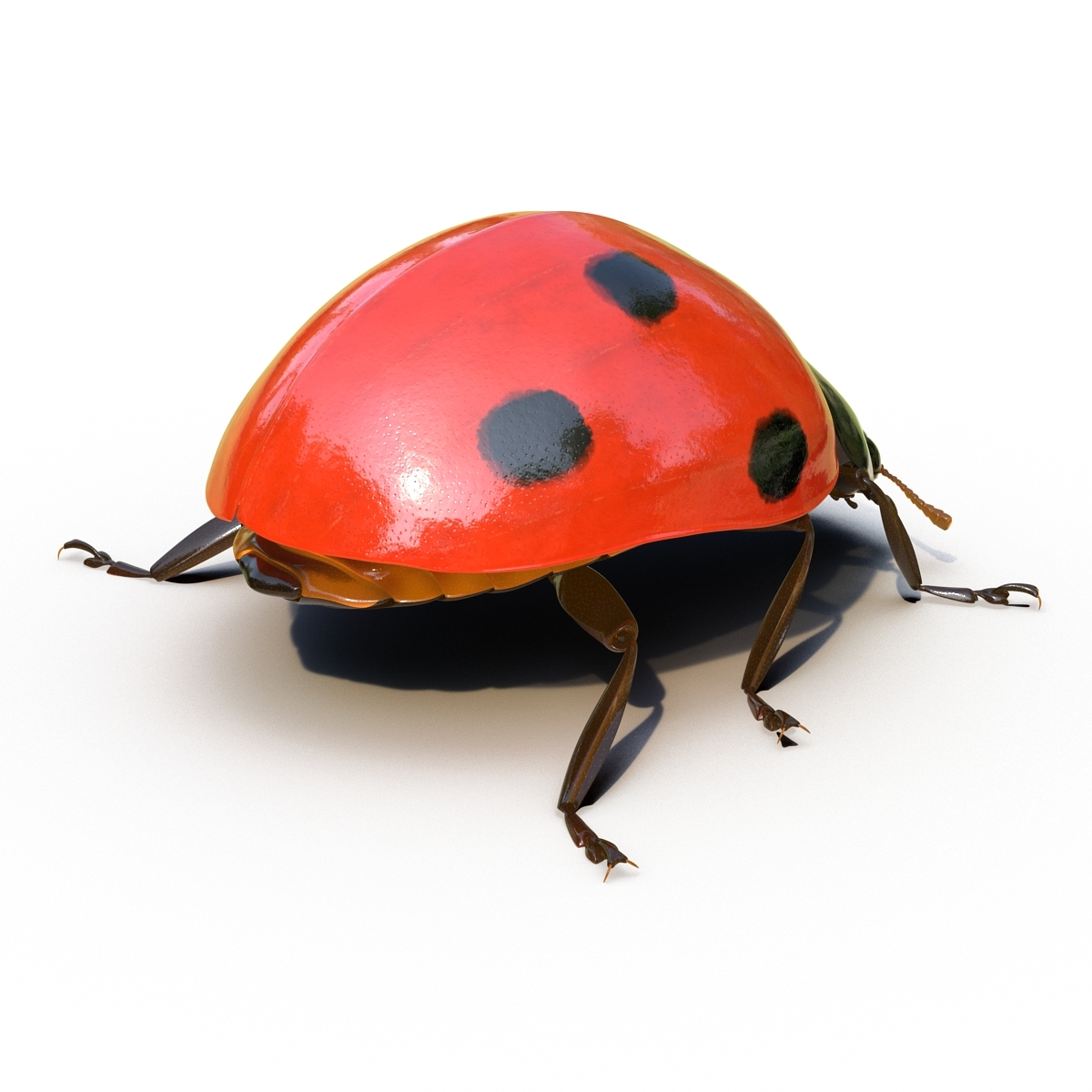 ladybug rigged max