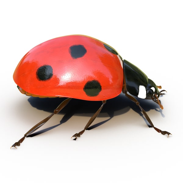 ladybug rigged max