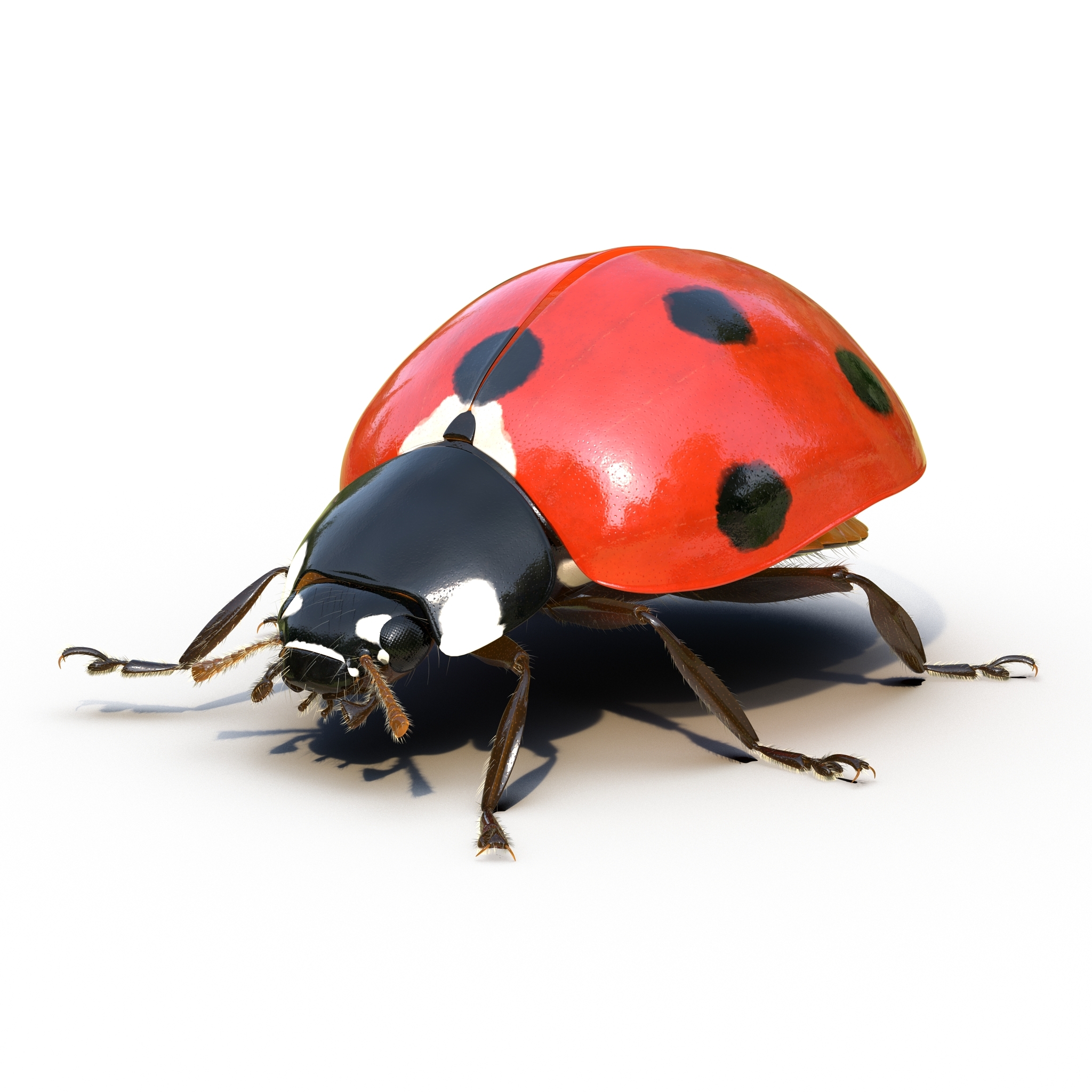 Ladybug 3d. Ladybug 3d model.