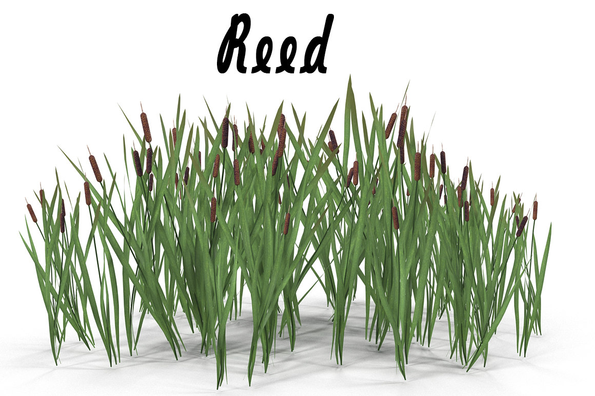 reeds 3d fbx