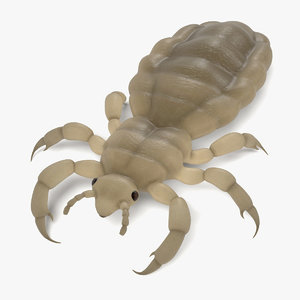 3d model female louse