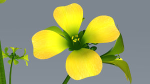 mustard plant 3d model
