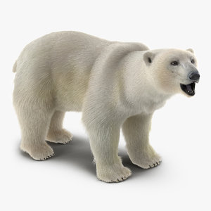polar bear fur rigged max
