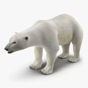 polar bear max
