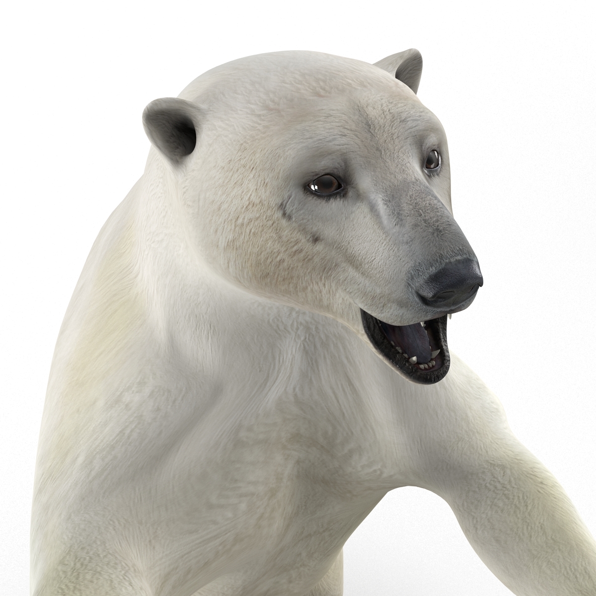 polar bear pose 3 3d model