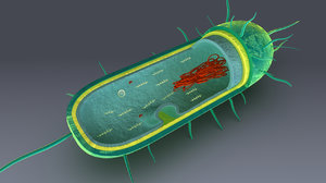 3d anatomy bacteria model