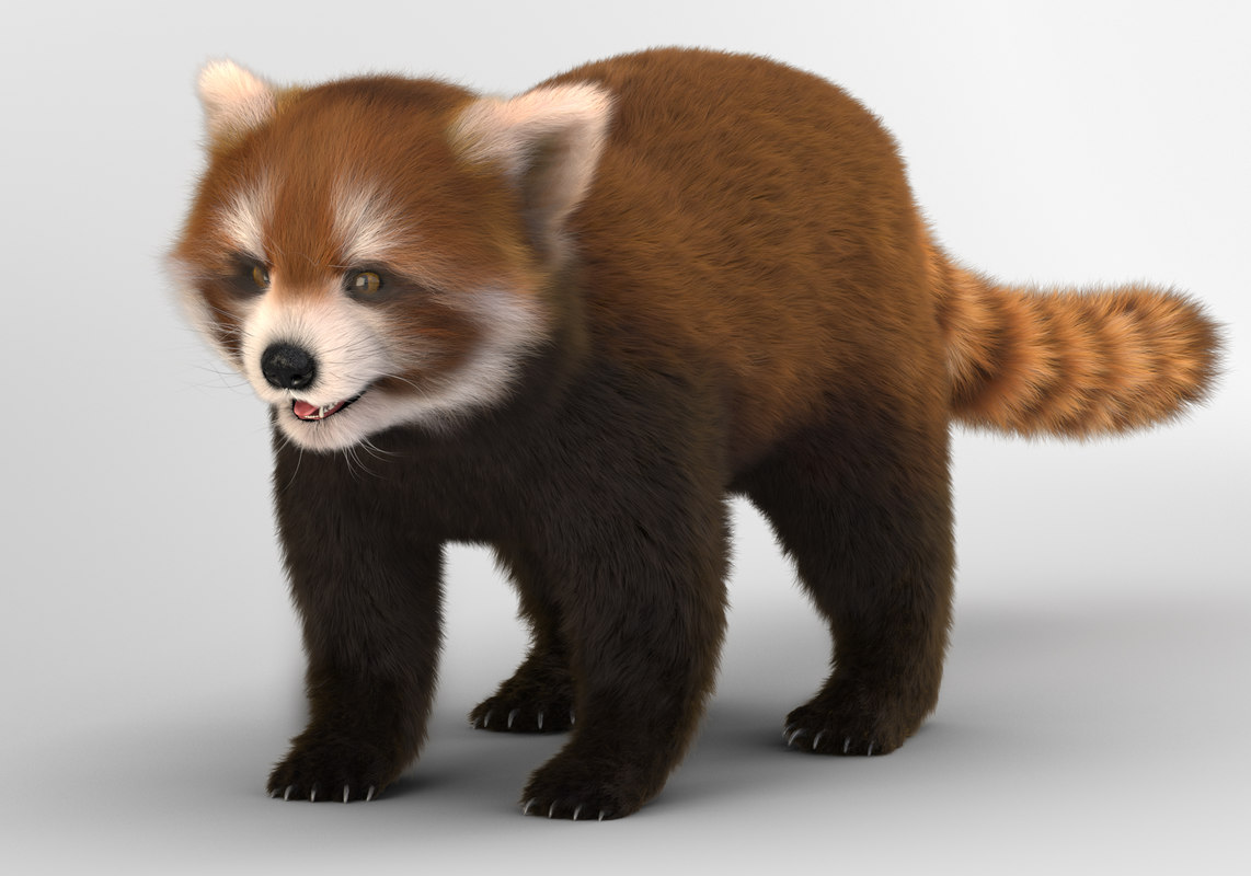 red panda lesser 3d model