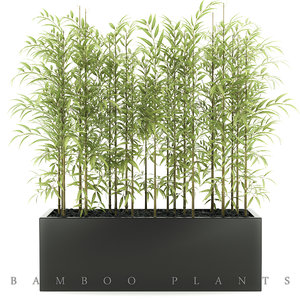 max bamboo plant