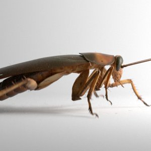 american cockroach rigged animation 3d c4d