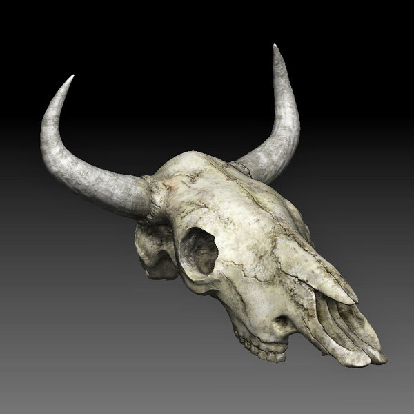 Cow Skull 3D Models for Download TurboSquid