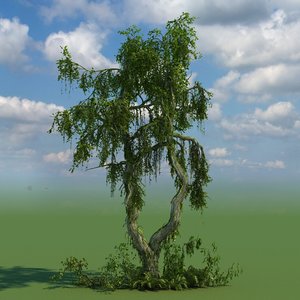 broadleaf tree 3d model
