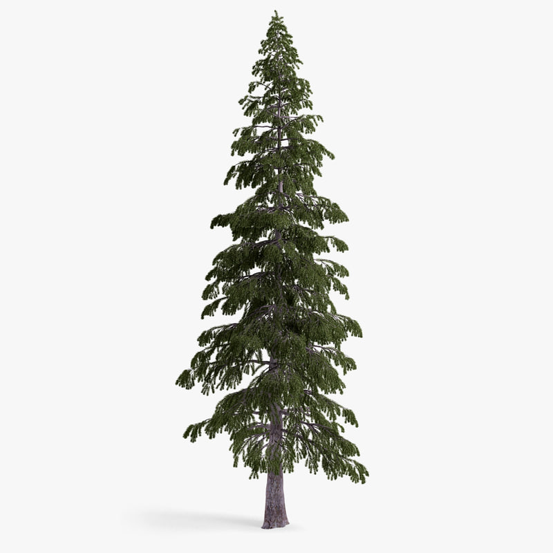 Fir Tree 3d Model