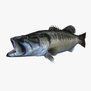 3d large mouth bass model