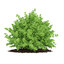 small boxwood plant buxus 3d max