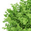 small boxwood plant buxus 3d max