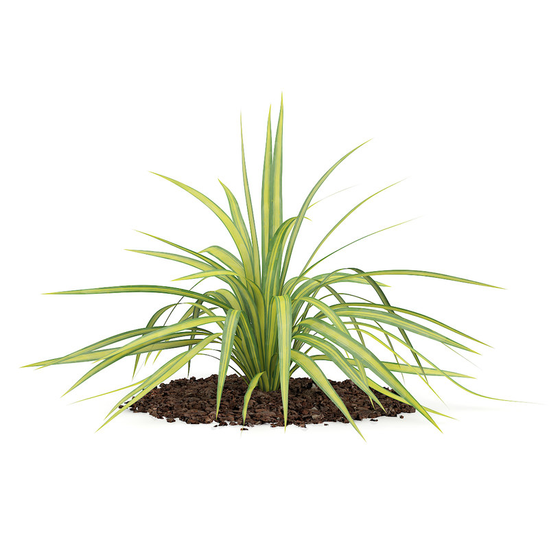 3D модель Желтая юкка (юкка аркансана) - TurboSquid 1047795