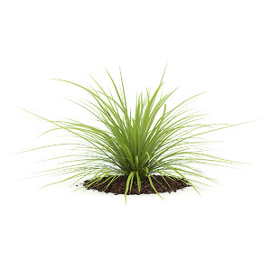 3d model yucca plant baileyi