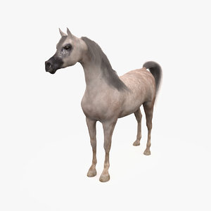 3d model horse arabian grey