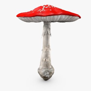 big amanita mushroom 3d c4d