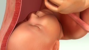 3d model baby womb