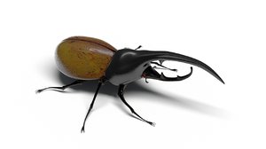 max hercules beetle