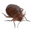 bedbug female 3d model