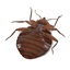 bedbug female 3d model