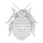 bedbugs cimex lectularius 3d model