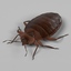 bedbug male 3d 3ds