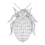 bedbug male 3d 3ds