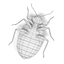 bedbugs cimex lectularius 3d model