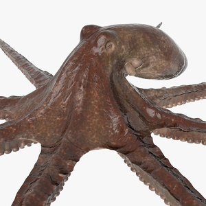 octopus c4d