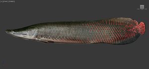 rigged monster fish arapaima 3d model
