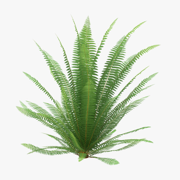 Fern 3D Models for Download | TurboSquid