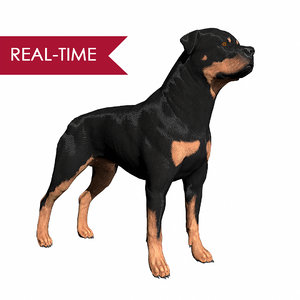 3d rottweiler real-time dog