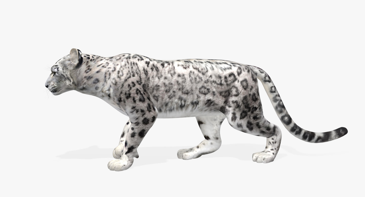 rigged snow leopard animation max