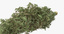 3d marijuana bud 01