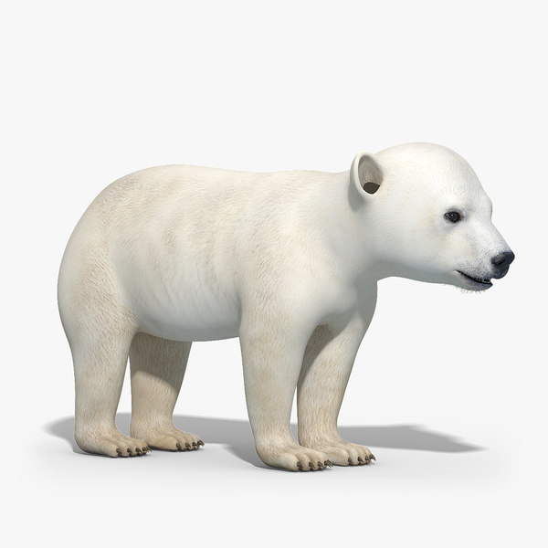 Polar Bear 3D Models for Download | TurboSquid