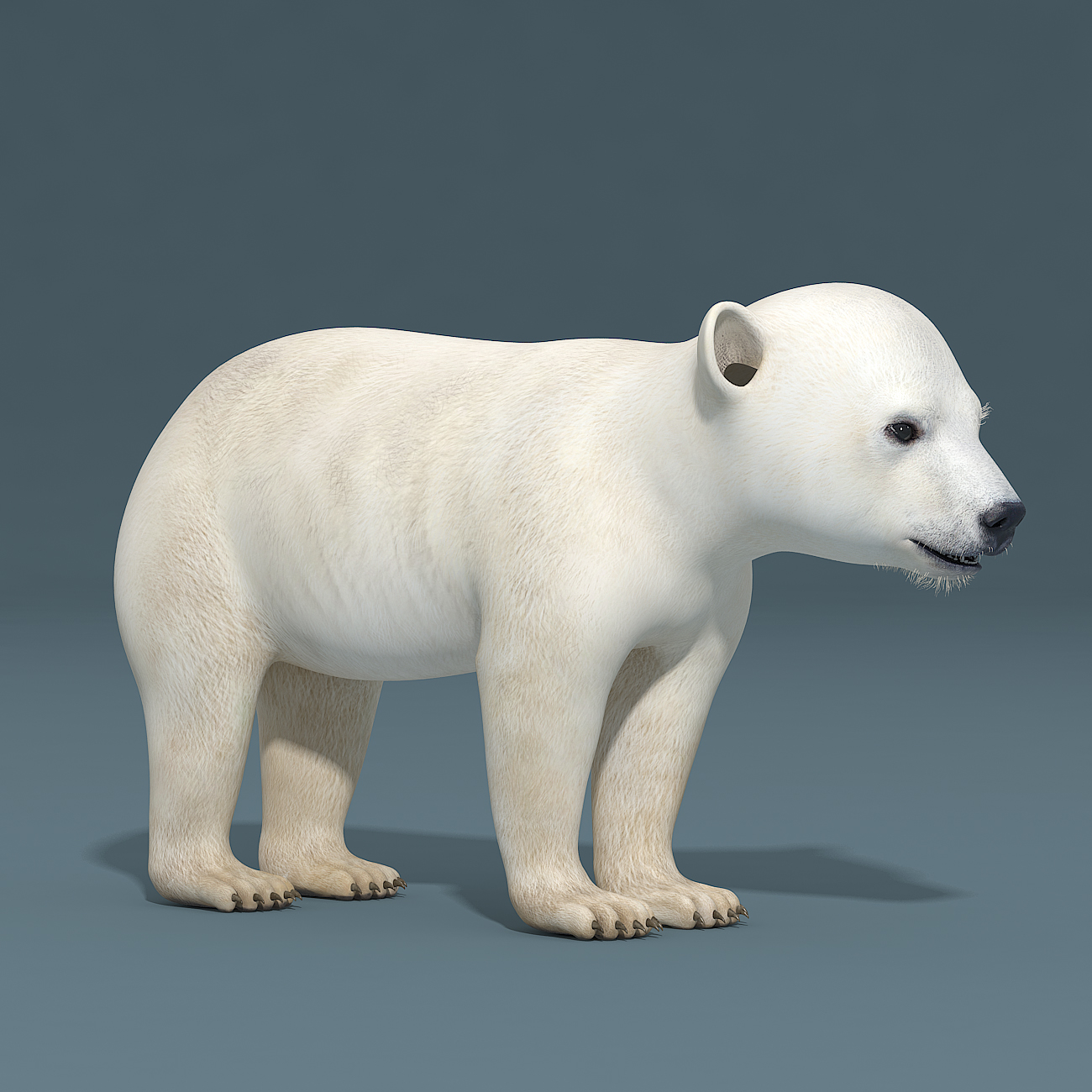 polar bear baby 3d model