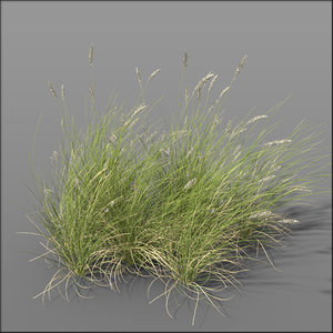 grass dune grass2 3d model