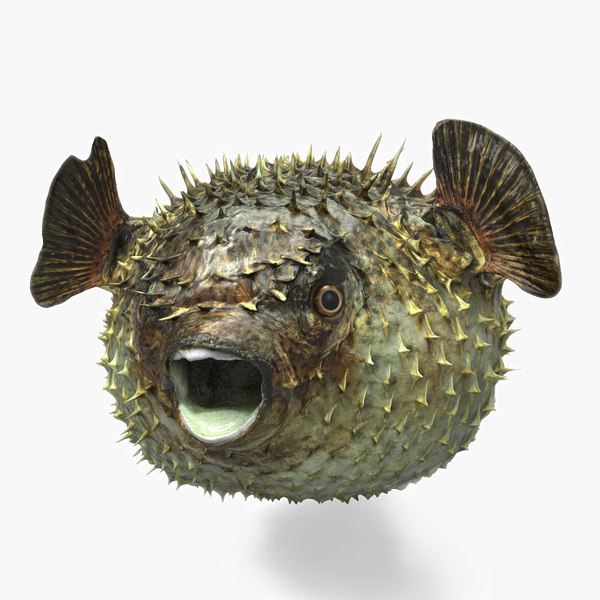 fugu fish