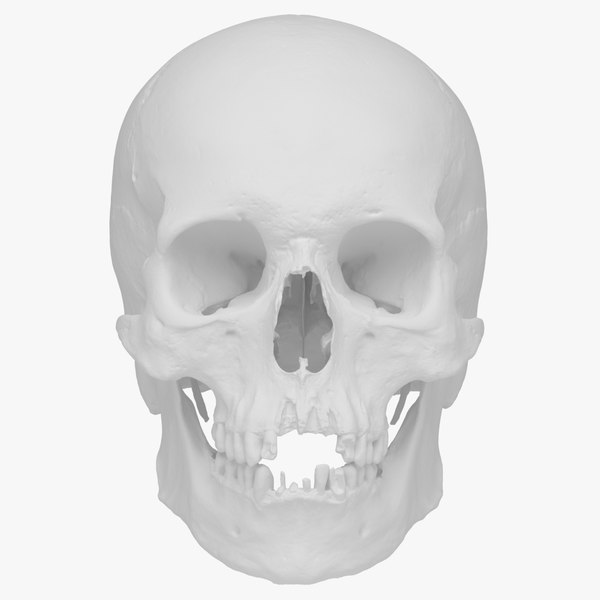 real human skull scan 3d model