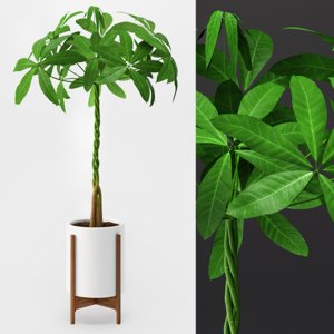 max umbrella plant