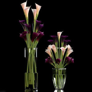 3d calla lilies